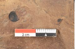 Foto (Detailsansicht) von Quercus palaeoilex Ettingshausen (NHMW-GEO-2024-0188-0970)